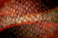 /album/abstract/soldmysoul-jpg/