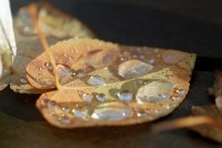 /album/natuur/dsc9770-jpg/