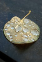 /album/natuur/dsc9774-jpg/