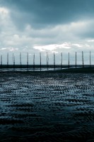 /album/natuur/seaii-jpg/